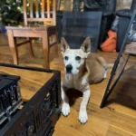 An image of a dog patiently watching the build process.
