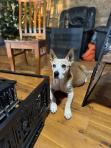 An image of a dog patiently watching the build process.